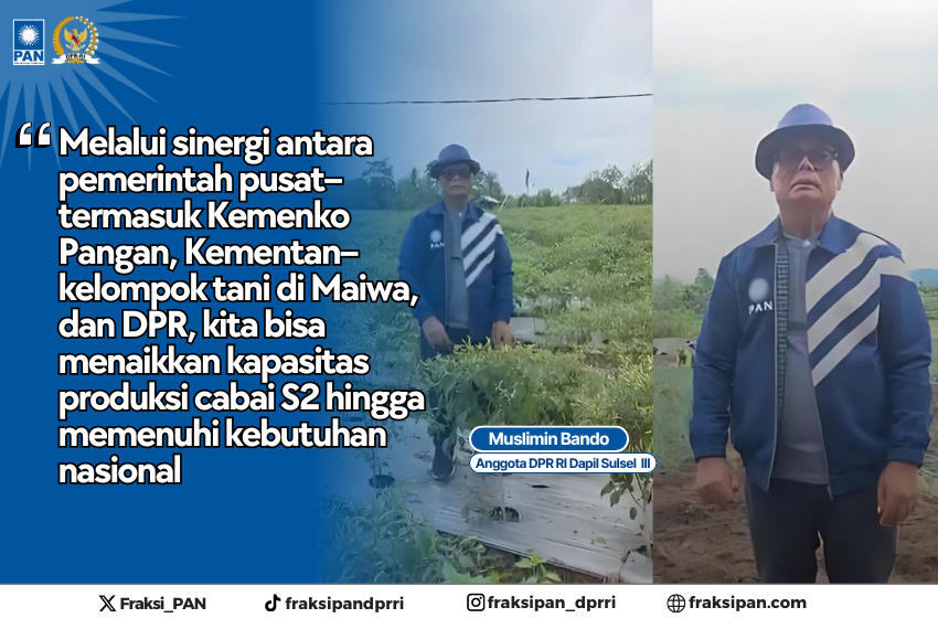 Muslimin Bando Dorong Produksi Cabai Unggul Salodua untuk Kendalikan Harga dan Tekan Inflasi